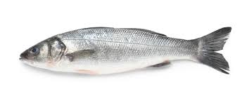 BRANZINO  WHOLE CLEANED (MEDITERRANEAN SEABASS) IMPORTED FROM TURKEY SOLD BY CASE OF 22 LBS